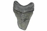 Bargain, , Fossil Megalodon Tooth - Georgia #338736-1